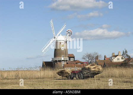 Il trattore sotto carico con fasci di reed pronto per l'uso North Norfolk REGNO UNITO Foto Stock