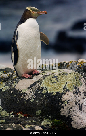 Giallo eyed Penguin Enderby Island Foto Stock