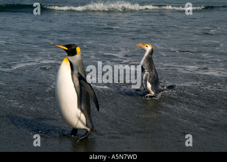 Re pinguino e Royal Penguin Macquarie Island Foto Stock