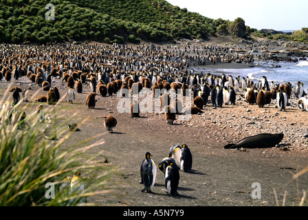 Re colonia di pinguini Macquarie Island Foto Stock