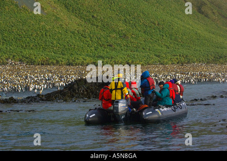 I turisti in un zodiac osservando re pinguini Macquarie Island Foto Stock