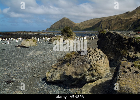 Sandy Bay Macquarie Island King colonia di pinguini Foto Stock