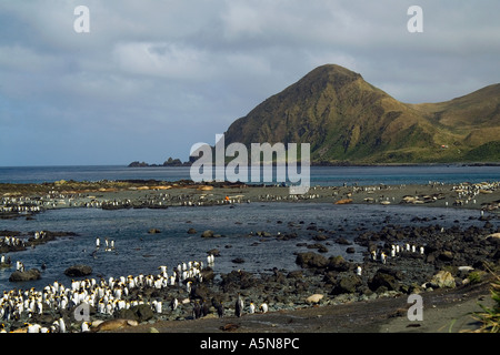Sandy Bay Macquarie Island King colonia di pinguini Foto Stock