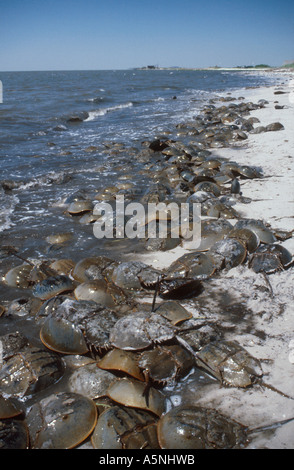 Il ferro di cavallo granchi (Limulus polyphemus) coniugata sulle rive del Delaware estuario del New Jersey Foto Stock