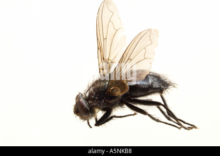 Un morto housefly Musca domestica Foto Stock