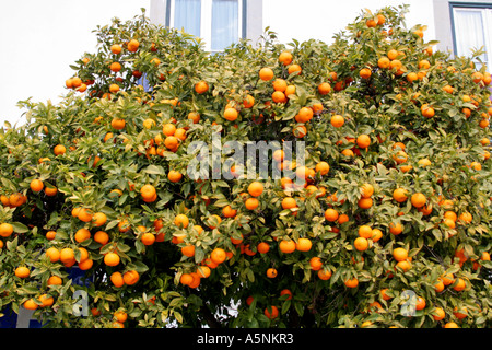 Arancio al Paco Episcopale Algarve Faro Portogallo Foto Stock