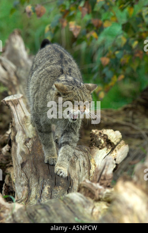 Unione Gatto Selvatico, Felis silvestris adulto su albero caduto. Foto Stock