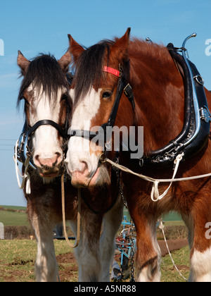 Coppia di Shire cavalli si fermò insieme Foto Stock