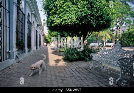 Piccolo Cane a Plazuela Machado, Old Mazatlan sezione di mazatlan, Messico Foto Stock