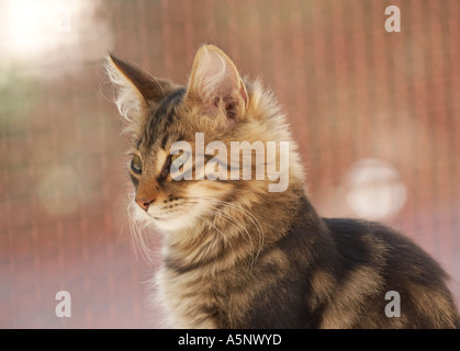 Cat in Sardegna Italia Foto Stock