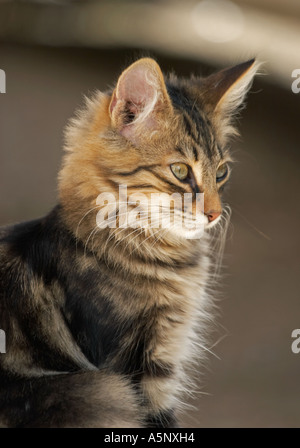 Cat in Sardegna Italia Foto Stock