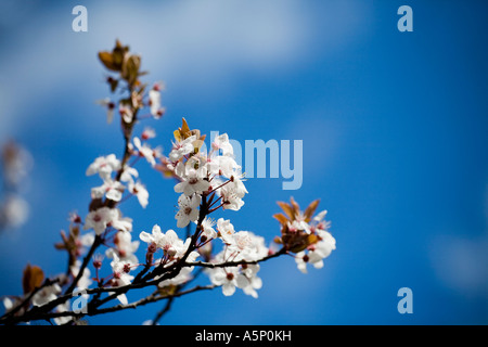 Fiori Ciliegio contro un cielo blu Foto Stock