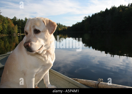 Un giallo Labrador Retriever di nome Gracie gode di luce calda del sole e un giro in barca a remi sul lago Foto Stock