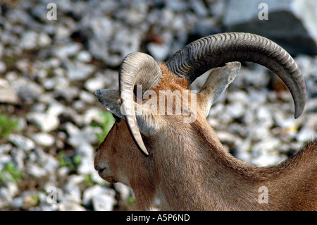 Ammotragus lervia Mufloni anche chiamato Aoudad o Arrui Foto Stock