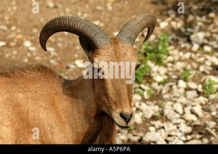 Ammotragus lervia Mufloni anche chiamato Aoudad o Arrui Foto Stock