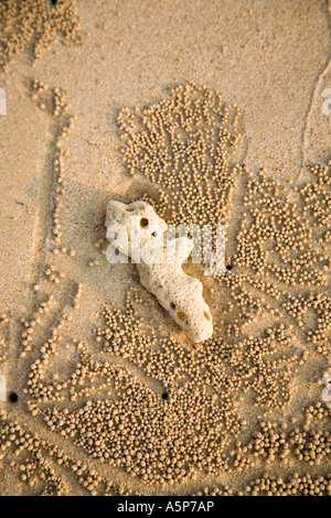 Forma umana coral su una spiaggia di sabbia a Krabi città provincia sud della Thailandia Foto Stock