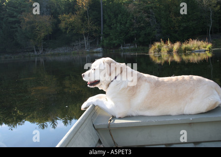Un giallo Labrador Retriever di nome Gracie gode di luce calda del sole e un giro in barca a remi sul lago Foto Stock