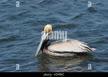 Brown pelican galleggia sull'acqua in Tarpon Springs Florida Harbour Foto Stock