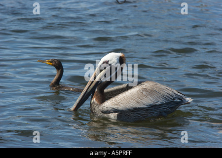 Brown pelican galleggia sull'acqua in Tarpon Springs Florida Harbour Foto Stock