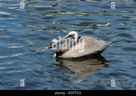 Brown pelican galleggia sull'acqua in Tarpon Springs Florida Harbour Foto Stock