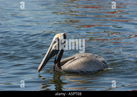 Brown pelican galleggia sull'acqua in Tarpon Springs Florida Harbour Foto Stock