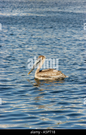 Brown pelican galleggia sull'acqua in Tarpon Springs Florida Harbour Foto Stock