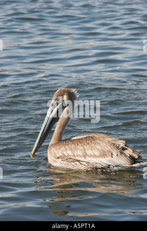 Brown pelican galleggia sull'acqua in Tarpon Springs Florida Harbour Foto Stock