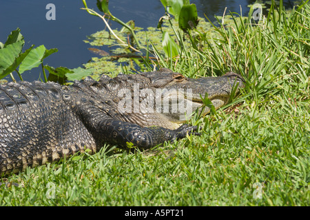 Il coccodrillo americano (Alligator Mississippiensis) crogiolarsi al sole sulla riva del lago in zone umide zona del Central Florida USA Foto Stock