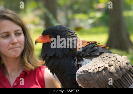 Bateleur eagle essendo mostrata dal trainer avain al Silver Springs Park in Ocala, Florida USA Foto Stock