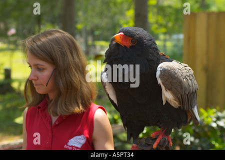 Bateleur eagle essendo mostrata dal trainer avain al Silver Springs Park in Ocala, Florida USA Foto Stock