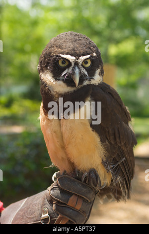 Spectacled Owl gestite dal trainer al Silver Springs in Ocala, Florida USA Foto Stock