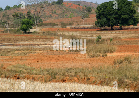 Tribali tradizionali diritti ereditari di terreni agricoli in Orissa è contestata da varie Indian organi di governo Foto Stock