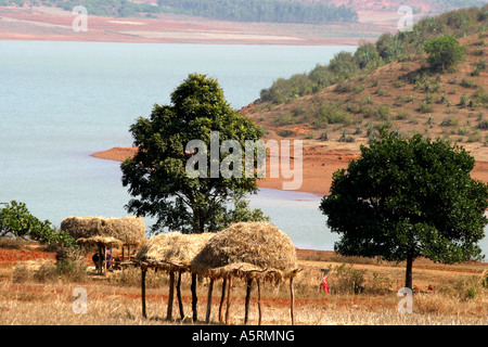 Tribali tradizionali diritti ereditari di terreni agricoli in Orissa è contestata da varie Indian organi di governo Foto Stock