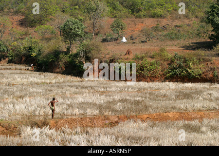 Tribali tradizionali diritti ereditari di terreni agricoli in Orissa è contestata da varie Indian organi di governo Foto Stock