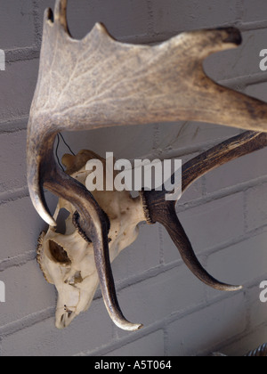 Antlered decorativo cervi cranio appeso ad un muro grigio Foto Stock