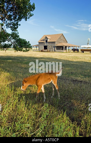 Pony vicino il granaio a Ingalls Homestead vicino a De Smet SD dove Laura Ingalls e la sua famiglia ha vissuto nel 1880 Foto Stock