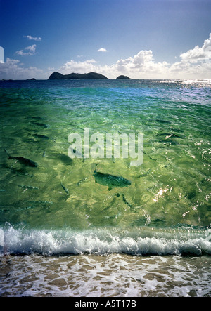 Alimentazione di pesci nelle acque pulite dell'Oceano Pacifico a esigenze Beach L'Isola di Lord Howe Foto Stock