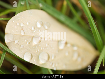 Gocce di rugiada sulla foglia caduta Foto Stock