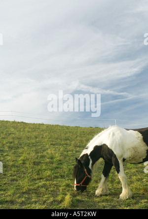 Cavallo al pascolo in pascolo Foto Stock