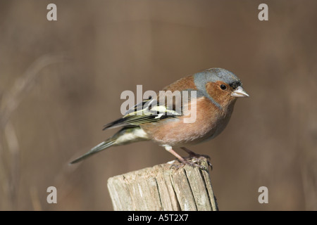 Maschio di fringuello Fringilla coelebs su un palo da recinzione Kent UK Winter Foto Stock