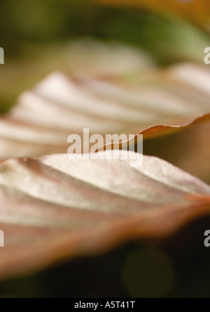 Foglie, extreme close-up Foto Stock