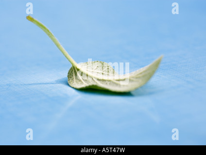 Foglia di salvia Foto Stock