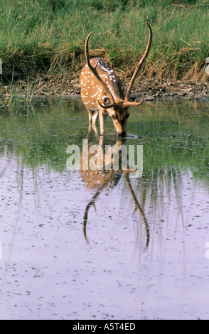 Immagine speculare Chital maschio a foro di acqua Foto Stock