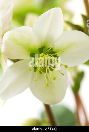 L'elleboro bianco fiore, close-up Foto Stock