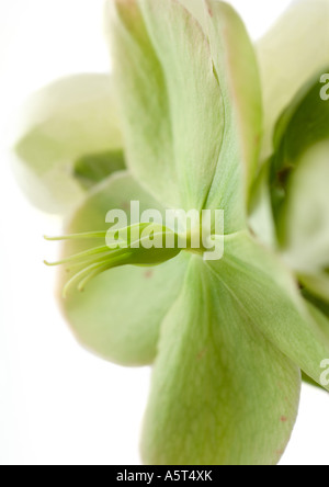 L'elleboro bianco fiore, close-up Foto Stock