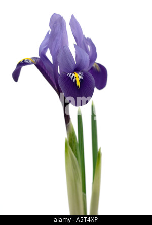 Iris Viola, close-up Foto Stock