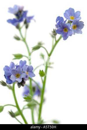 Nontiscordardime Foto Stock