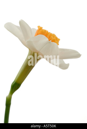 Daffodil, close-up Foto Stock