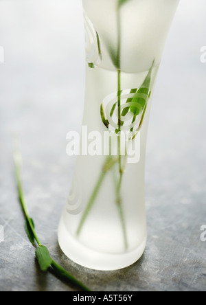 Steli di bambù in vaso trasparente Foto Stock