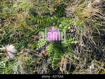 Thistle Foto Stock